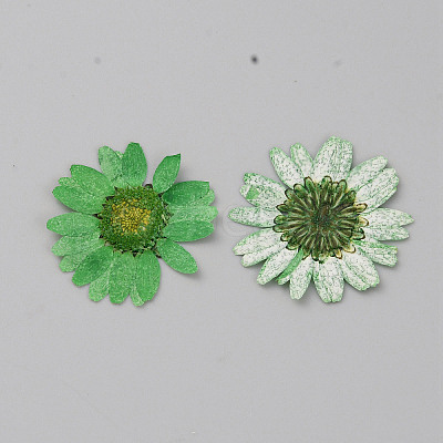 Pressed Dried Flowers DIY-WH0308-412H-1-1