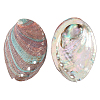 Natural Shell Display Decorations DJEW-WH0042-143C-1