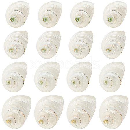   Natural Spiral Shell Beads SHEL-PH0001-42-1