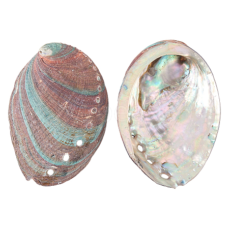 Natural Shell Display Decorations DJEW-WH0042-143C-1