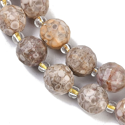 Natural Conch Fossil Beads Strands G-G182-B37-03-1