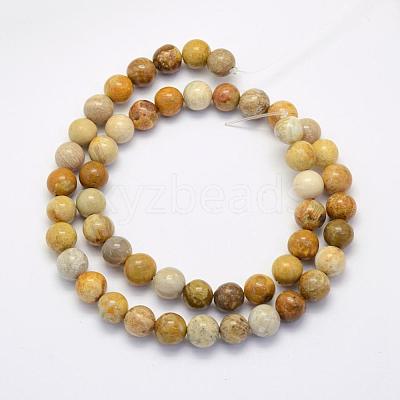 Natural Fossil Coral Beads Strands G-G697-F01-6mm-1