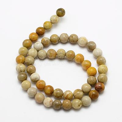 Natural Fossil Coral Beads Strands G-K194-8mm-05-1