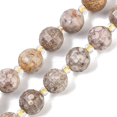 Natural Conch Fossil Beads Strands G-G182-B37-03-1