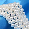 Round Shell Pearl Bead Strands X-BSHE-L011-6mm-A013-1