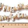 Dyed Natural Trochus Shell Beads Strands SSHEL-C013-09K-4