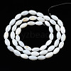 Natural Freshwater Shell Beads Strands SHEL-Q024-021-2