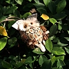 Handmade Wooden Owl Pendant Decorations HULI-PW0002-073-3