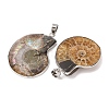 Snail Fossil Pendants G-D051-1-6