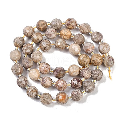 Natural Conch Fossil Beads Strands G-G182-B37-03-1