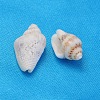 Natural Spiral Shell Beads SSHEL-S001-04-2