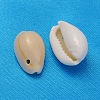 Natural Cowrie Shell Beads BSHE-S055-2