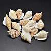 Natural Conch Shell Beads BSHE-O007-57-1