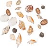 Mixed Natural Shell Bead Sets BSHE-PH0003-03-2