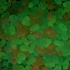 Luminous Transparent Acrylic Beads LACR-D009-01A-3