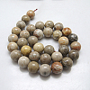Natural Fossil Coral Beads Strands G-G212-6mm-31-3