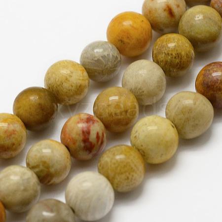 Natural Fossil Coral Beads Strands G-K194-6mm-05-1