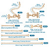  2Pcs Brass Hook and S-Hook Clasps DIY-TA0004-25-12