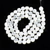 Natural Trochid Shell/Trochus Shell Beads Strands SSHEL-S266-002-2