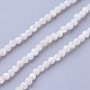 Shell Beads Strands G-F619-27-2mm-1