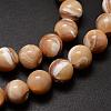 Natural Sea Shell Beads Strands SSHEL-K013-10mm-B-3