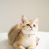 304 Stainless Steel Pendant Necklaces for Pet NJEW-DR00003-5