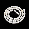 Natural Freshwater Shell Beads Strands SHEL-N036-02-2