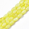 Freshwater Shell Beads Strands SHEL-T009-B15-01-1