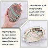 Natural Shell Display Decorations DJEW-WH0042-143C-3
