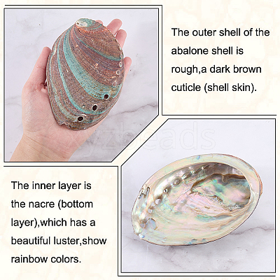Natural Shell Display Decorations DJEW-WH0042-143C-1
