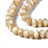 Natural Trochid Shell/Trochus Shell Beads Strands SSHEL-S266-017B-3