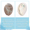 Natural Abalone Shell Display Decoration DJEW-WH0015-105-4
