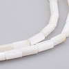 Natural Shell Bead Strands X-BSHE-P016-05-1