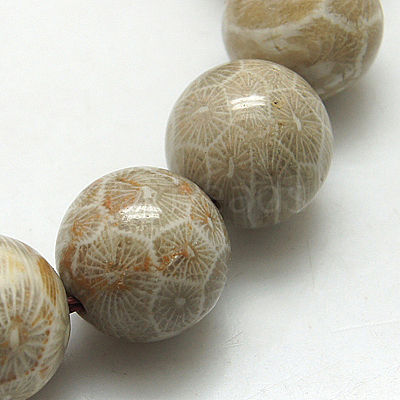 Natural Fossil Coral Beads Strands G-G212-6mm-31-1