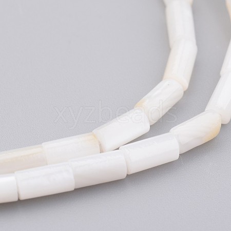 Natural Shell Bead Strands X-BSHE-P016-05-1