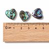 Abalone Shell/Paua Shell Beads SHEL-T005-01-4