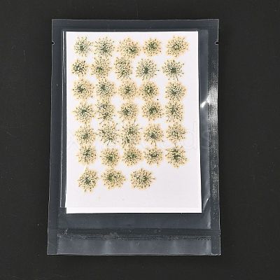 Pressed Dried Flowers DIY-K032-58N-1