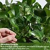 Leaf Shape Acrylic Plant Growth Fixator DIY-WH0430-933A-3