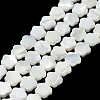 Natural Trochus Shell Beads Strands BSHE-P033-07-1