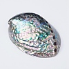 Natural Abalone Shell/Paua ShellDecoration SSHEL-K024-01B-3