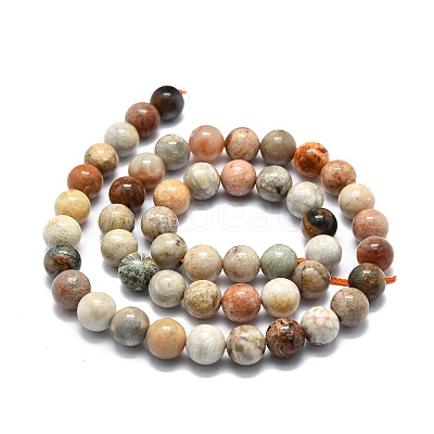 Natural Fossil Coral Beads Strands G-E576-03B-1