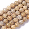 Natural Fossil Coral Beads Strands G-F648-02-D-1