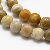 Natural Fossil Coral Beads Strands G-K194-6mm-05-3