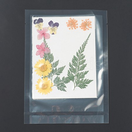 Pressed Dried Flowers X-DIY-H153-A02-1