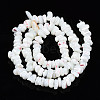 Natural Freshwater Shell Beads Strands SHEL-N003-23-4