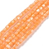 Natural Trochus Shell Beads Strands SSHEL-H070-02D-1