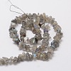 Natural Labradorite Chip Bead Strands G-M298-06-2