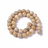 Natural Fossil Coral Beads Strands G-F648-02-D-2