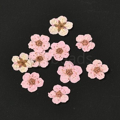 Narcissus Embossing Dried Flowers DIY-K032-60O-1