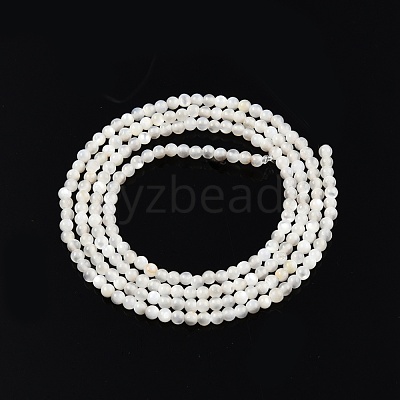 Natural White Shell Bead Strands SSHEL-N003-144A-01-1